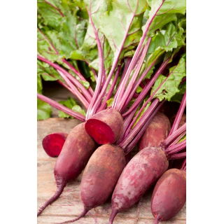 Burak ćwikłowy Renova