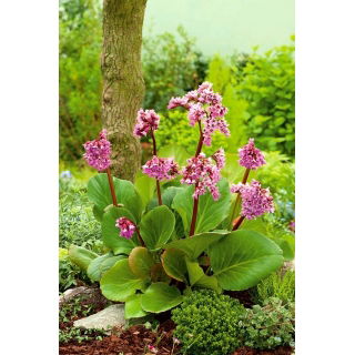 Bergenia Purpurea - GIGA paczka! - 50 szt.