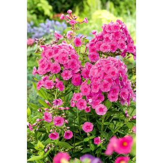 Floks (Phlox) - Płomyk wiechowaty - Cosmopolitan - GIGA paczka! - 50 szt.