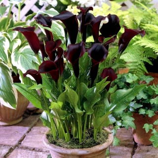 Calla Schwarzwalder - GIGA paczka! - 50 szt.