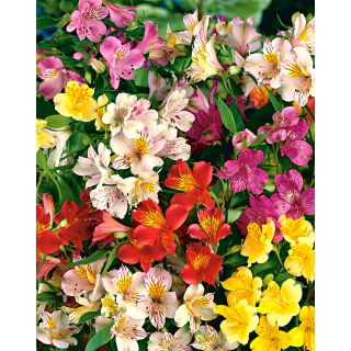 Alstremeria - Alstroemeria - duża paczka! - 10 szt.