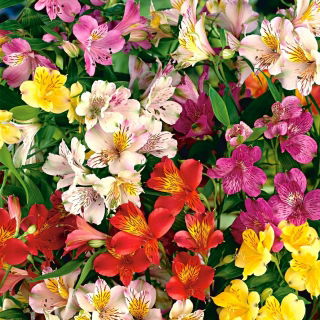 Alstremeria - Alstroemeria - duża paczka! - 10 szt.