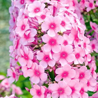 Floks (Phlox) - Płomyk wiechowaty - Neon Flare - GIGA paczka! - 50 szt.