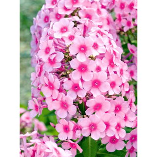 Floks (Phlox) - Płomyk wiechowaty - Neon Flare - duża paczka! - 10 szt.