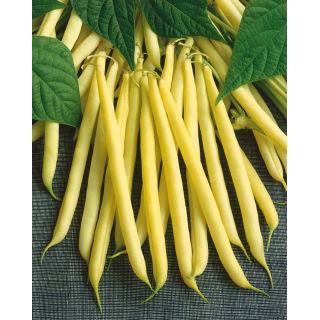 Fasola Maxidor - szparagowa, żółta, smaczna i bezwłóknista - 500 gram