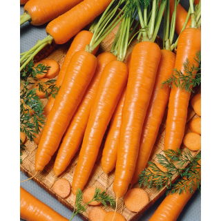 Marchew Sukces - późna, do przechowywania - 50 gram