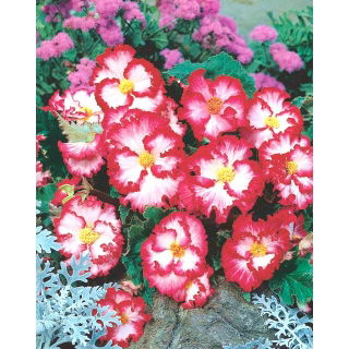 Begonia - Marginata White - biało-czerwona - GIGA paczka! - 100 szt.