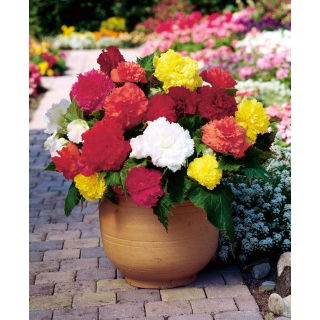 Begonia strzępiasta - mix kolorów - GIGA paczka! - 100 szt.