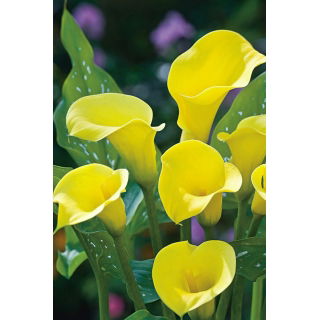Calla Cream - GIGA paczka! - 50 szt.