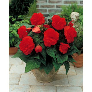 Begonia strzępiasta - czerwona - GIGA paczka! - 100 szt.