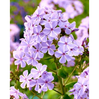 Floks (Phlox) - Płomyk wiechowaty - All In One - duża paczka! - 10 szt.