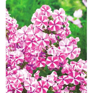 Floks (Phlox) - Płomyk wiechowaty - Peppermint Twist - duża paczka! - 10 szt.