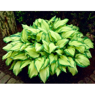Funkia - Hosta Albopicta - GIGA paczka! - 50 szt.