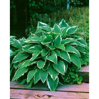 Funkia - Hosta Crispula - duża paczka! - 10 szt.