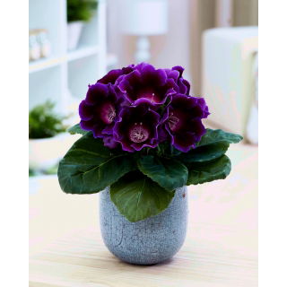 Gloksynia ciemnofioletowa - Hollywood - GIGA paczka! - 50 szt.