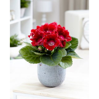 Gloksynia czerwona - Defiance - GIGA paczka! - 50 szt.