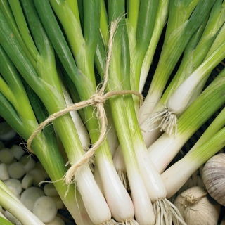 Cebula siedmiolatka Long White Ishikura - zielona