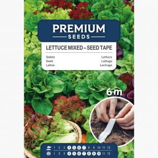 Sałata - mieszanka odmian -  NA TAŚMIE