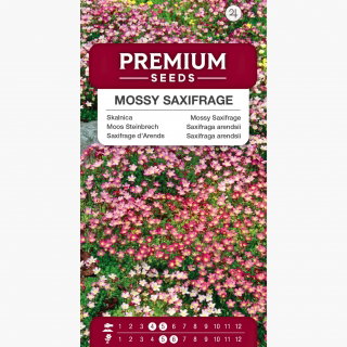 Skalnica - kolorowy dywan w ogrodzie!