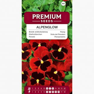 Bratek wielkokwiatowy Alpenglow - czerwony z czarną plamą