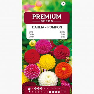 Dalia pomponowa - mieszanka