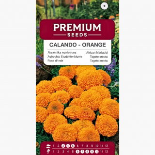 Aksamitka Calando - wzniesiona, karłowa, pomarańczowa