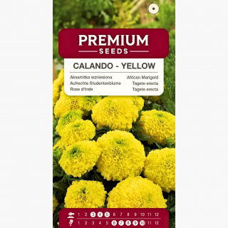 Aksamitka Calando - wzniesiona, karłowa, żółta