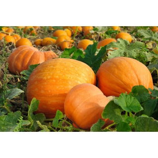 Dynia olbrzymia Bambino - duże opakowanie - 500 gram