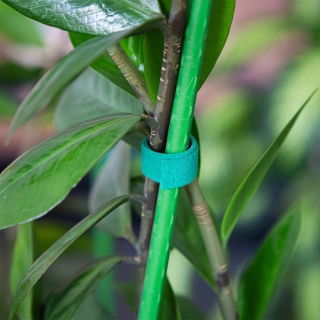 Taśma ogrodnicza rzepowa do podwiązywania roślin - 1,5 cm x 5 m