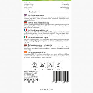 Dalia pomponowa - mieszanka