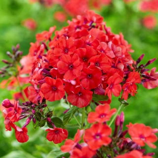 Floks (Phlox) - Płomyk wiechowaty - Orange Perfection - GIGA paczka! - 50 szt.