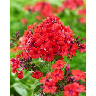 Floks (Phlox) - Płomyk wiechowaty - Orange Perfection - GIGA paczka! - 50 szt.