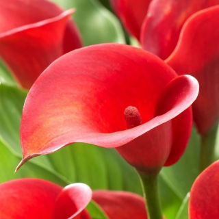 Calla Red Alert - GIGA paczka! - 50 szt.