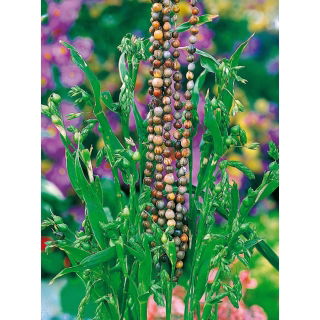 Łzawica, Łzy Hioba