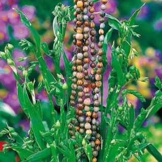 Łzawica, Łzy Hioba