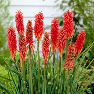 Kniphofia czerwona - Nancy Red - GIGA paczka! - 50 szt.