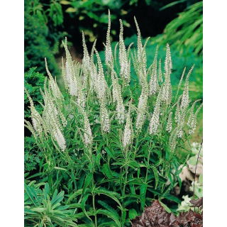 Przetacznik kłosowy biały - White - GIGA paczka! - 50 szt.