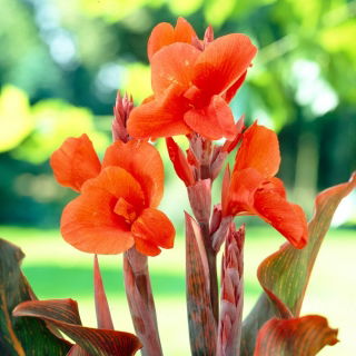 Kanna - Durban - GIGA paczka! - 50 szt.