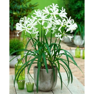 Nerine Alba - GIGA paczka! - 50 szt.