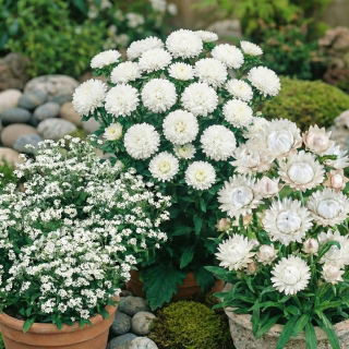 Bianco - zestaw 3 odmian nasion kwiatów