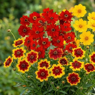 Nachyłek - zestaw 3 zjawiskowych odmian nasion kwiatów