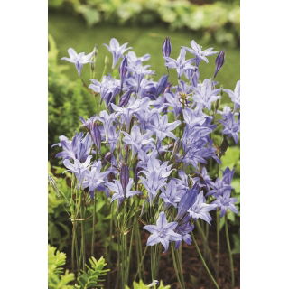 Hiacynt kalifornijski, Brodiaea - Queen Fabiola - GIGA paczka! - 500 szt.