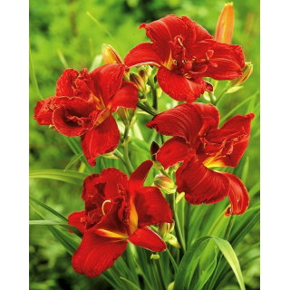 Liliowiec Double Firecracker - GIGA paczka! - 50 szt.