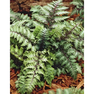 Paproć ogrodowa - Ursula's Red - sadzonka - GIGA paczka! - 50 szt.