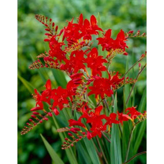 Krokosmia Lucifer - ciemnoczerwona - GIGA paczka! - 500 szt.