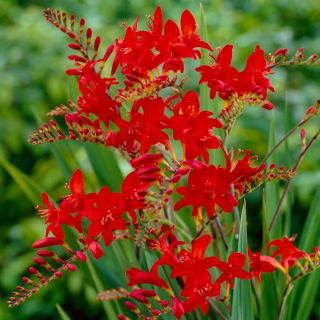 Krokosmia Lucifer - ciemnoczerwona - GIGA paczka! - 500 szt.