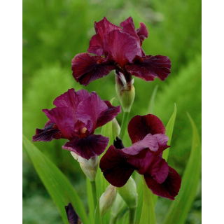 Kosaciec, Irys - Morning Show - duża paczka! - 10 szt..