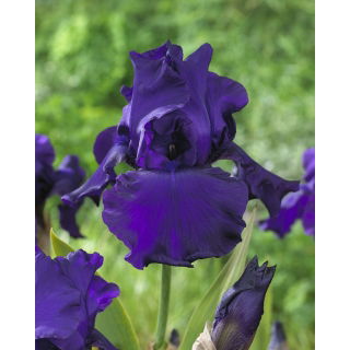 Kosaciec, Irys - Titan's Glory - duża paczka! - 10 szt.