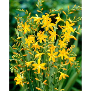 Krokosmia Davidson - żółta - GIGA paczka! - 500 szt.