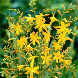 Krokosmia Davidson - żółta - GIGA paczka! - 500 szt.